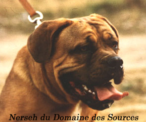 Nerseh Du domaine des sources