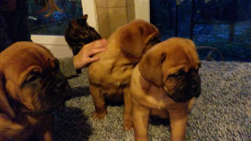 des Chenaies de Kom Pystou - Dogue de Bordeaux - Portée née le 28/09/2016