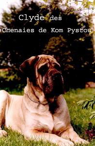Clyde des Chenaies de Kom Pystou