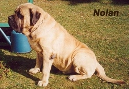 Nolan des Chenaies de Kom Pystou