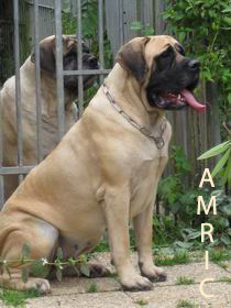 CH. Amric des Chenaies de Kom Pystou