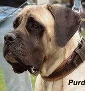 Purdey des Chenaies de Kom Pystou