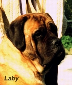 Laby des Chenaies de Kom Pystou