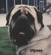 CH. Ulysse des Chenaies de Kom Pystou