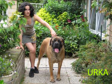 Urka des Chenaies de Kom Pystou
