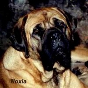 Noxia des Chenaies de Kom Pystou