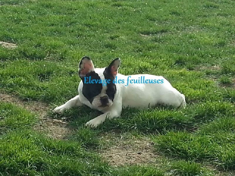 Ikina ( dite isadora) des Chenaies de Kom Pystou