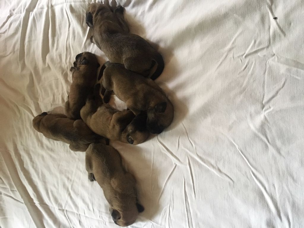 Naissance de petits mastiffs